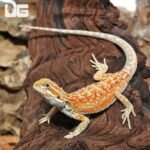 Hypo Inferno Dunner Bearded Dragon - Image 4