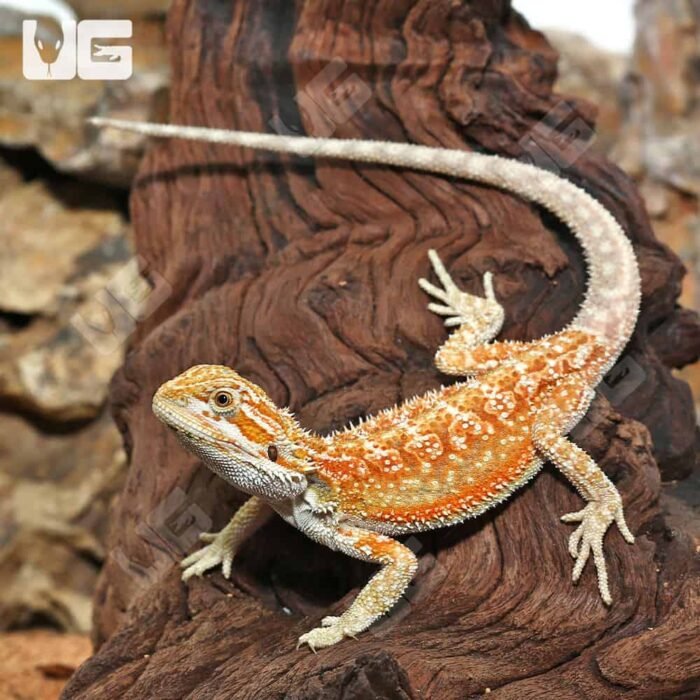 Hypo Inferno Dunner Bearded Dragon - Image 4