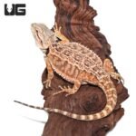 Female Juvenile Mocha Stripe Bearded Dragon #4