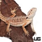 Female Juvenile Mocha Stripe Bearded Dragon #4 - Image 2