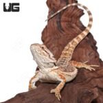 Female Juvenile Mocha Stripe Bearded Dragon #4 - Image 4