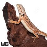 Female Juvenile Mocha Stripe Bearded Dragon #4 - Image 3