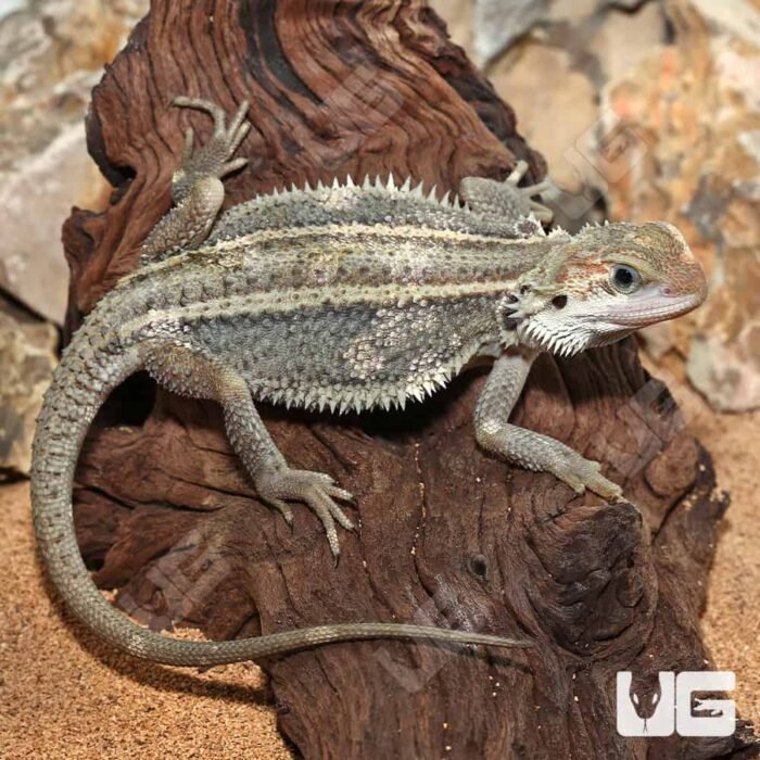 Juvenile Pied Genetic Stripe Translucent Bearded Dragon #1 - Image 1