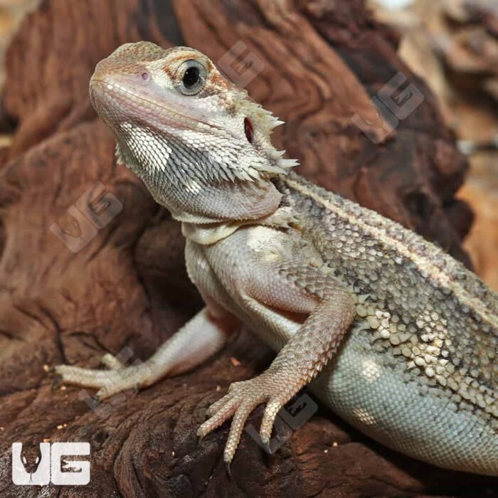 Juvenile Pied Genetic Stripe Translucent Bearded Dragon #1 - Image 4