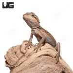 Baby Translucent Dunner Bearded Dragon (4-5″) - Image 3