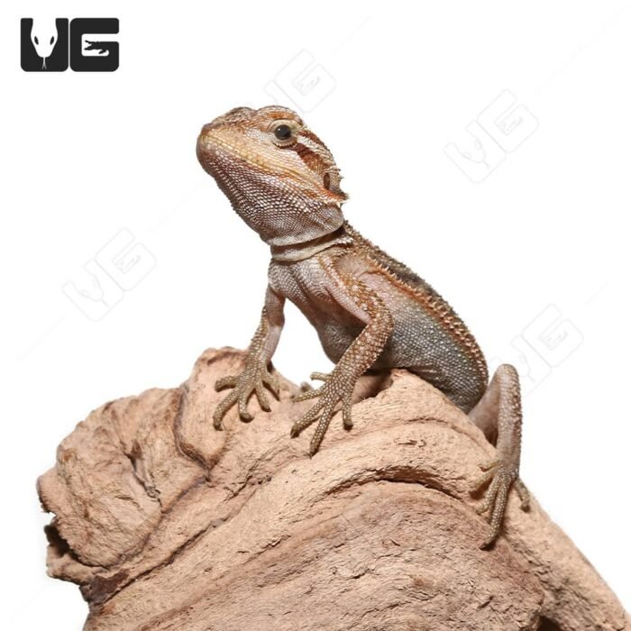 Baby Translucent Dunner Bearded Dragon (4-5″) - Image 3