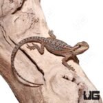 Baby Translucent Dunner Bearded Dragon (4-5″) - Image 4
