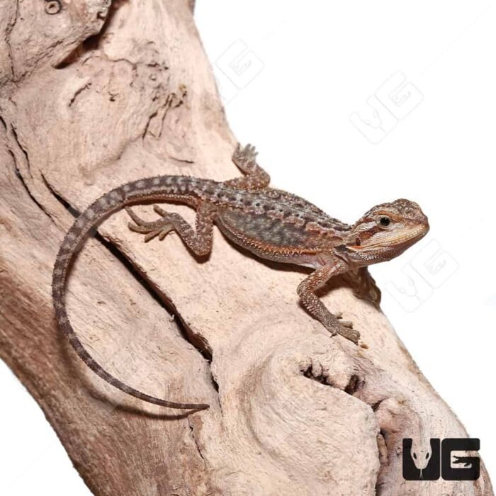 Baby Translucent Dunner Bearded Dragon (4-5″) - Image 4