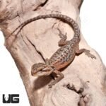Baby Translucent Dunner Bearded Dragon (4-5″) - Image 2