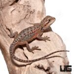 Baby Translucent Dunner Bearded Dragon (4-5″)