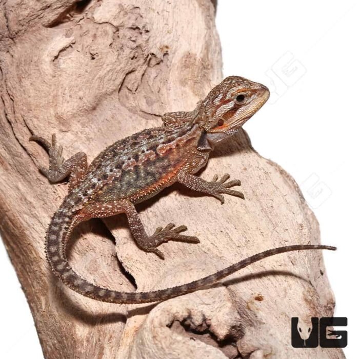 Baby Translucent Dunner Bearded Dragon (4-5″) - Image 1