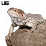 Adult Female Bearded Dragon