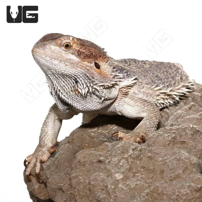 Adult Female Bearded Dragon - Image 1