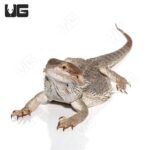Adult Female Bearded Dragon - Image 4