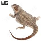 Adult Female Bearded Dragon - Image 2
