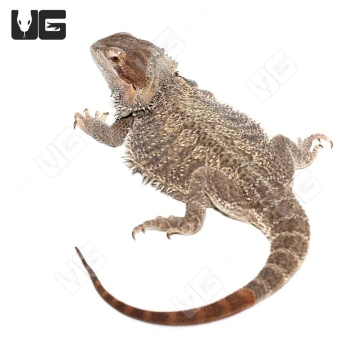 Adult Female Bearded Dragon - Image 2