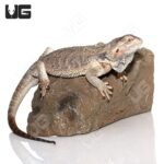 Adult Female Bearded Dragon - Image 3