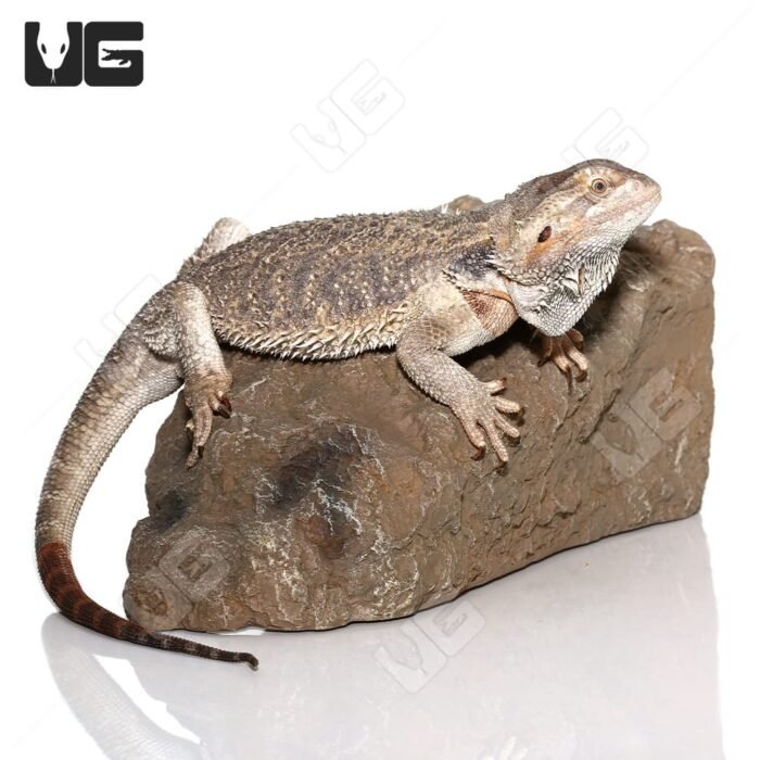 Adult Female Bearded Dragon - Image 3