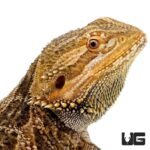 Adult Bearded Dragon - Image 4