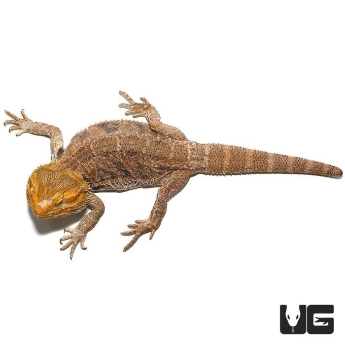 Adult Citrus Blue Bar Bearded Dragon - Image 1