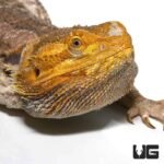Adult Citrus Blue Bar Bearded Dragon - Image 2