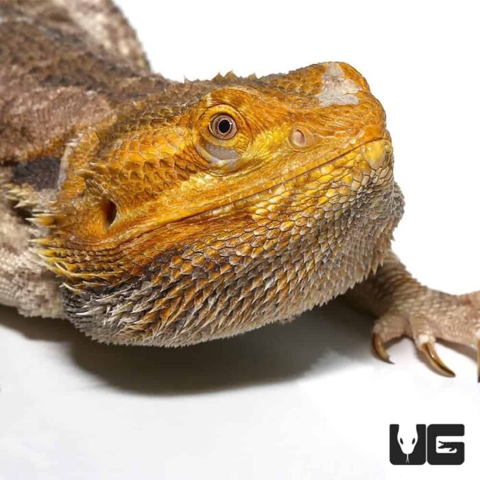 Adult Citrus Blue Bar Bearded Dragon - Image 2