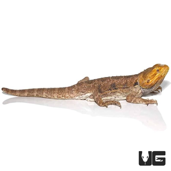 Adult Citrus Blue Bar Bearded Dragon - Image 3