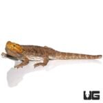 Adult Citrus Blue Bar Bearded Dragon - Image 4