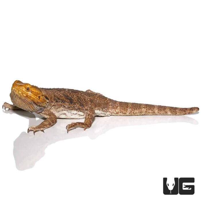 Adult Citrus Blue Bar Bearded Dragon - Image 4