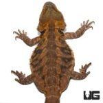 Adult Bearded Dragon - Image 3