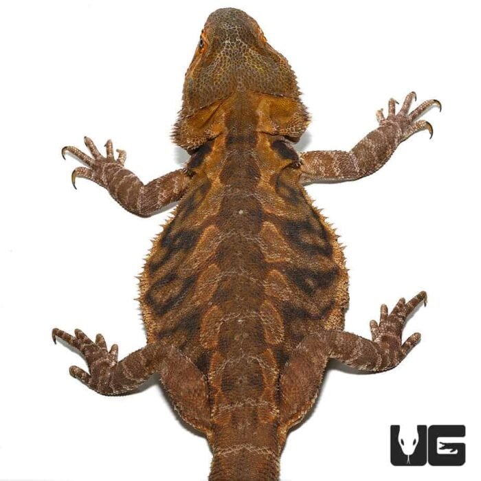 Adult Bearded Dragon - Image 3