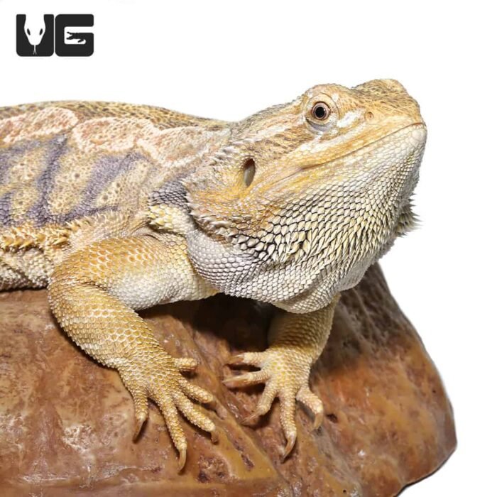 Adult Female Blue Bar Citrus Leatherback Bearded Dragon - Image 1
