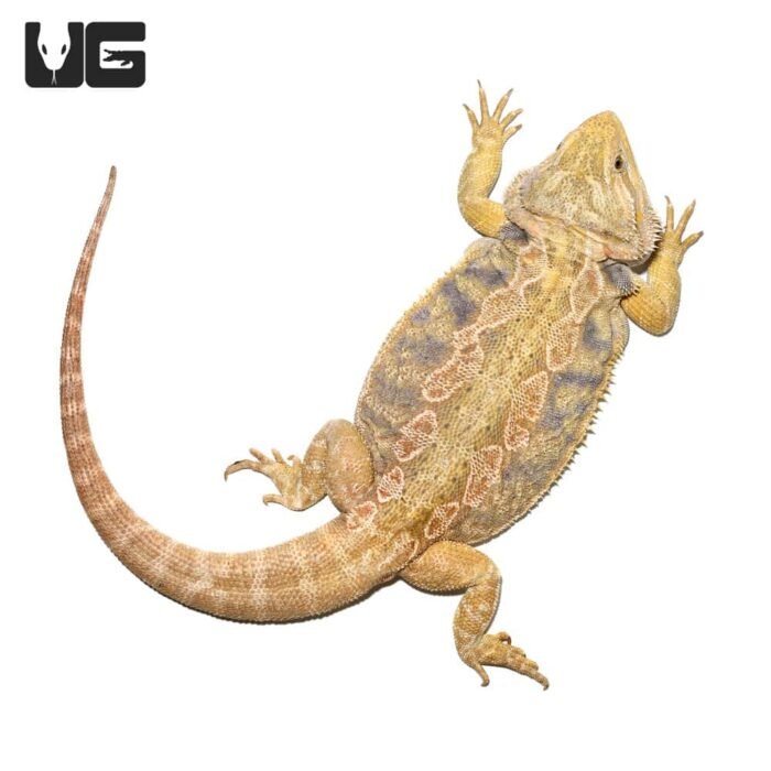 Adult Female Blue Bar Citrus Leatherback Bearded Dragon - Image 3