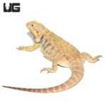 Adult Female Blue Bar Citrus Leatherback Bearded Dragon - Image 2