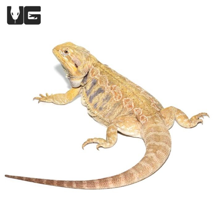 Adult Female Blue Bar Citrus Leatherback Bearded Dragon - Image 2