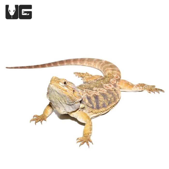Adult Female Blue Bar Citrus Leatherback Bearded Dragon - Image 4