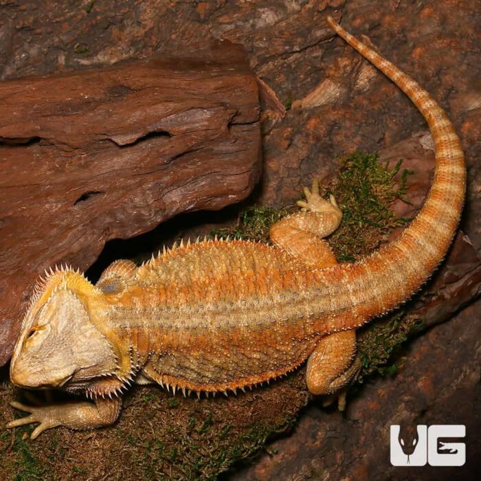 Adult Female Inferno Hypo Bearded Dragon - Image 1