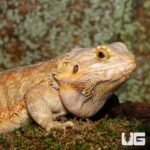 Adult Female Inferno Hypo Bearded Dragon - Image 2