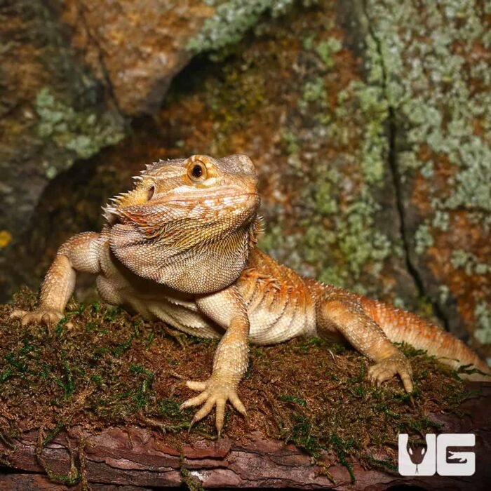 Adult Female Inferno Hypo Bearded Dragon - Image 3