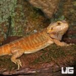 Adult Female Inferno Hypo Bearded Dragon - Image 4