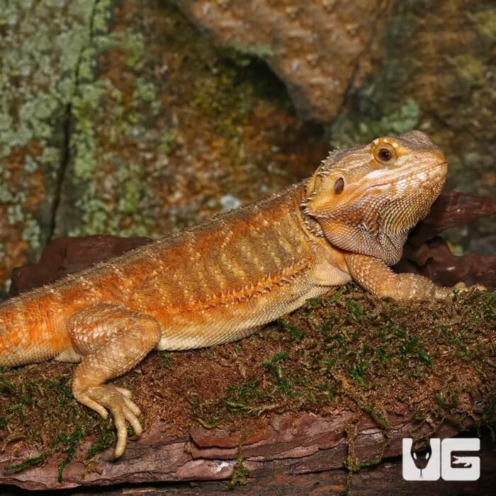 Adult Female Inferno Hypo Bearded Dragon - Image 4