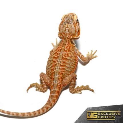Baby Apricot Silky Bearded Dragon
