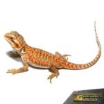 Baby Apricot Silky Bearded Dragon - Image 4