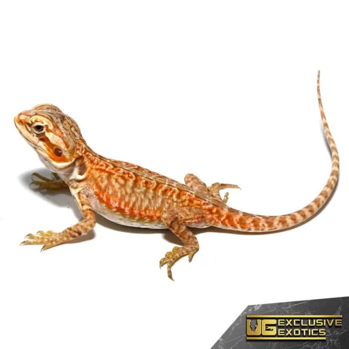 Baby Apricot Silky Bearded Dragon - Image 4