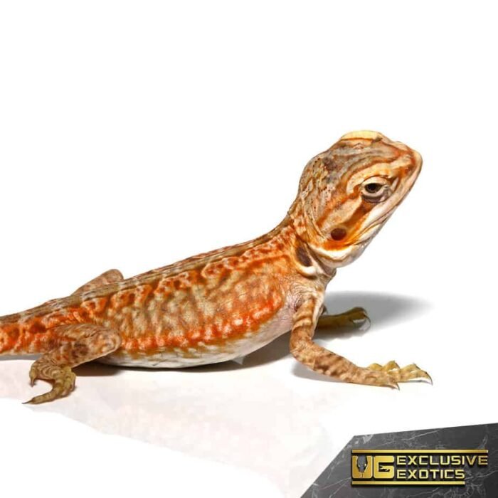 Baby Apricot Silky Bearded Dragon - Image 3