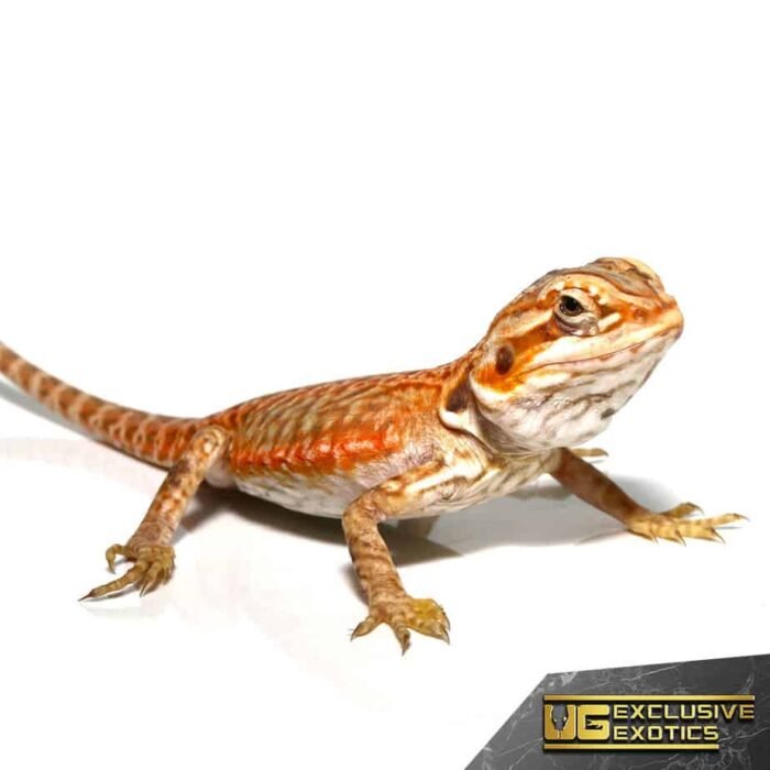 Baby Apricot Silky Bearded Dragon - Image 2