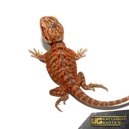 Baby Atomic Tangerine Silky Bearded Dragon