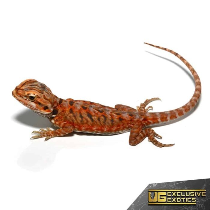Baby Atomic Tangerine Silky Bearded Dragon - Image 3