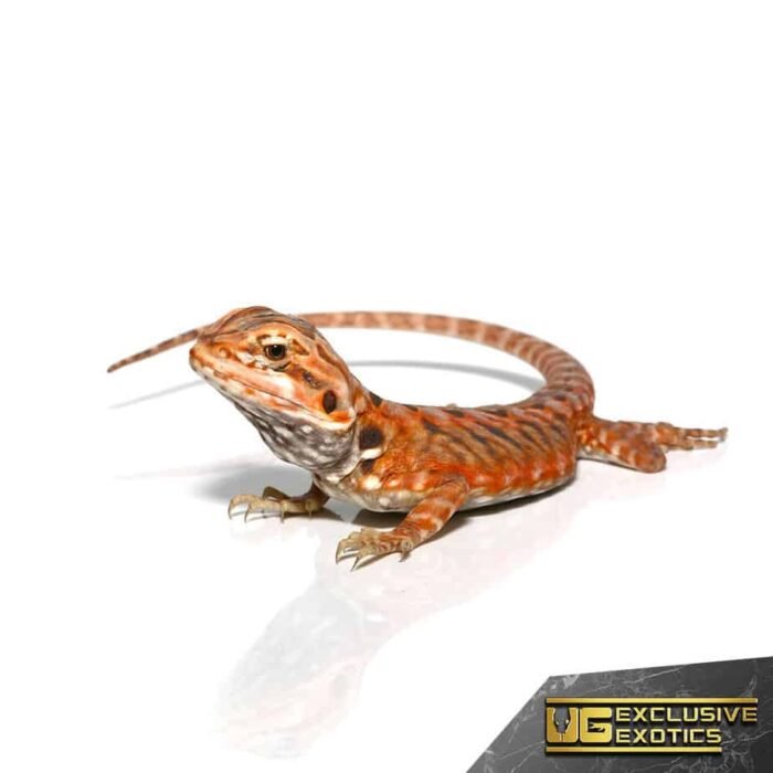Baby Atomic Tangerine Silky Bearded Dragon - Image 2