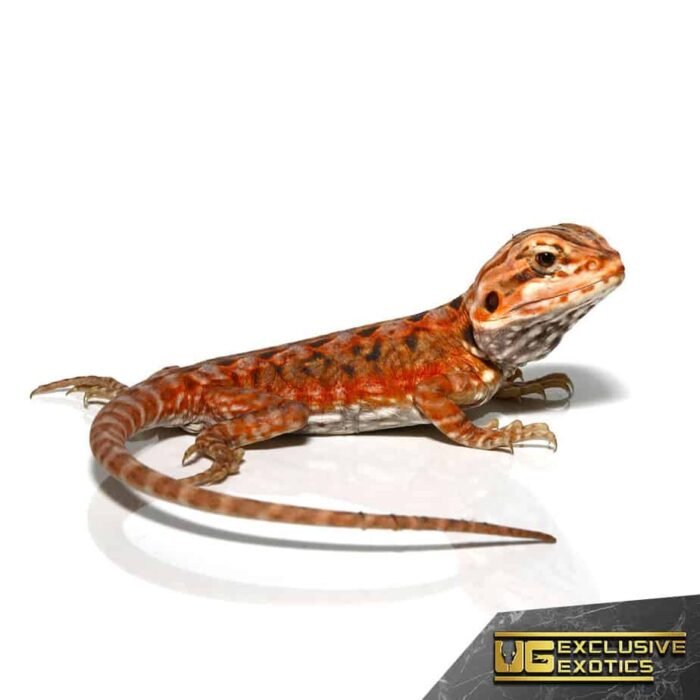 Baby Atomic Tangerine Silky Bearded Dragon - Image 4